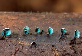 Attēlu rezultāti vaicājumam “Chlorociboria aeruginascens”