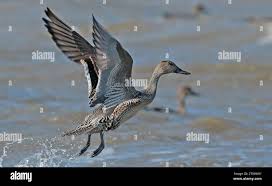 Image result for Anas acuta