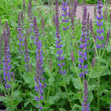 Image result for Salvia nemorosa