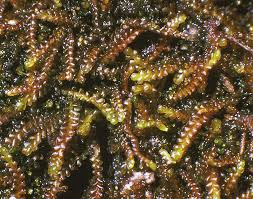 Attēlu rezultāti vaicājumam “Anastrophyllum minutum”