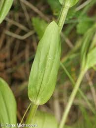 Attēlu rezultāti vaicājumam “Centaurium erythraea leaf”