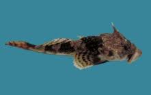Image result for Myoxocephalus scorpioides