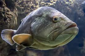 Image result for Epinephelus marginatus