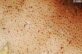 Attēlu rezultāti vaicājumam “Aurantiporus fissilis”