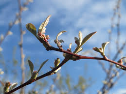 Attēlu rezultāti vaicājumam “Lonicera xylosteum bud”