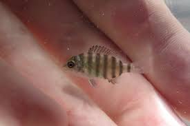 Image result for Archosargus probatocephalus