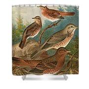 Image result for Turdus naumanni