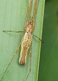Attēlu rezultāti vaicājumam “Tetragnatha montana”