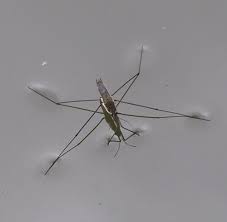 Attēlu rezultāti vaicājumam “Gerridae imago”