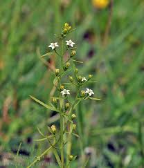 Attēlu rezultāti vaicājumam “Thesium alpinum”