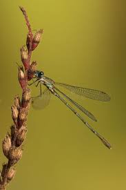 Attēlu rezultāti vaicājumam “Chalcolestes viridis”