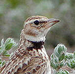 Image result for Melanocorypha bimaculata