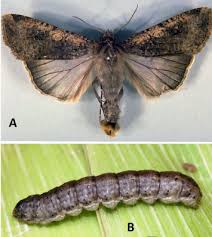 Attēlu rezultāti vaicājumam “Agrochola litura imago”