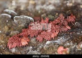 Attēlu rezultāti vaicājumam “Arcyria stipata macro”