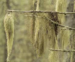 Attēlu rezultāti vaicājumam “Usnea filipendula”