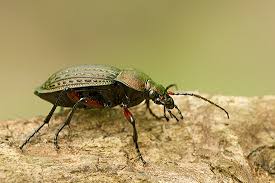 Attēlu rezultāti vaicājumam “Carabus cancellatus”