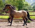 Morgan Colors- Buckskin Morgan Horses