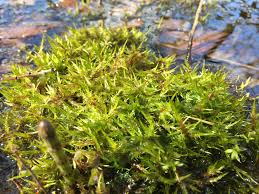 Attēlu rezultāti vaicājumam “Calliergonella cuspidata”