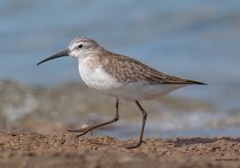 Attēlu rezultāti vaicājumam “Calidris ferruginea”