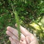 Attēlu rezultāti vaicājumam “Hordelymus europaeus fruit”