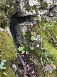 Attēlu rezultāti vaicājumam “Homalia trichomanoides sporophyte”