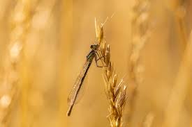 Attēlu rezultāti vaicājumam “Coenagrion armatum”