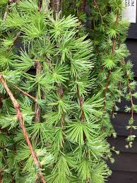 Attēlu rezultāti vaicājumam “Larix kaempferi leaf”