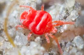 Attēlu rezultāti vaicājumam “Trombidiidae”