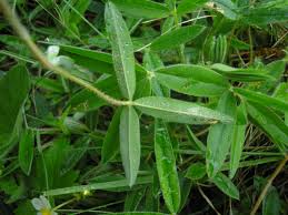 Attēlu rezultāti vaicājumam “Trifolium alpestre leaf”