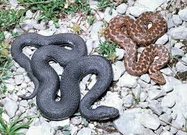 Attēlu rezultāti vaicājumam “Vipera berus”