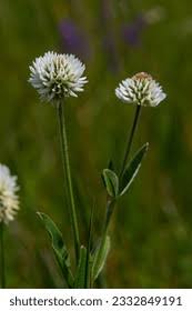 Attēlu rezultāti vaicājumam “Trifolium montanum”