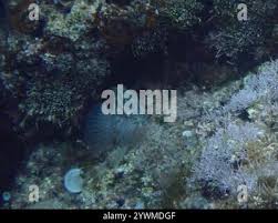 Image result for Mycteroperca rubra