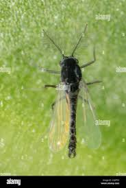 Attēlu rezultāti vaicājumam “Chironomidae”