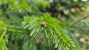 Attēlu rezultāti vaicājumam “Abies sibirica”