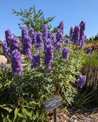 Attēlu rezultāti vaicājumam “Delphinium elatum  fruit”