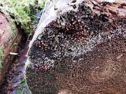 Attēlu rezultāti vaicājumam “Oligonema affine macro”