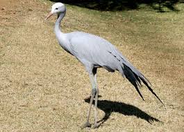 Attēlu rezultāti vaicājumam “Gruiformes”