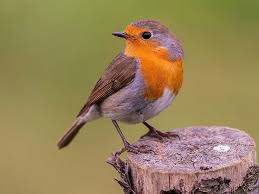 Attēlu rezultāti vaicājumam “Erithacus rubecula”