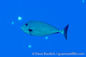 Image result for Naso hexacanthus