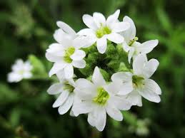 Attēlu rezultāti vaicājumam “Arabis hirsuta flower”