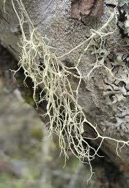 Attēlu rezultāti vaicājumam “Evernia divaricata”