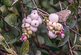 Attēlu rezultāti vaicājumam “Symphoricarpos albus fruit”
