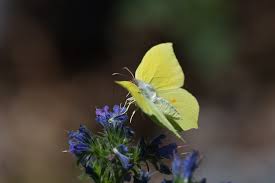 Attēlu rezultāti vaicājumam “Gonepteryx rhamni upperside”