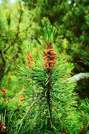 Attēlu rezultāti vaicājumam “Pinus sylvestris male flower”