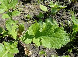 Image result for Raphanus sativus ssp. Oleiformes