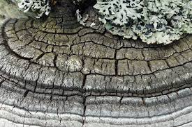 Attēlu rezultāti vaicājumam “Phellinus nigricans”