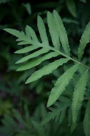 Attēlu rezultāti vaicājumam “Najas tenuissima leaf”