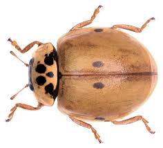 Attēlu rezultāti vaicājumam “Adalia decempunctata”