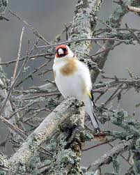 Attēlu rezultāti vaicājumam “Carduelis carduelis adult”