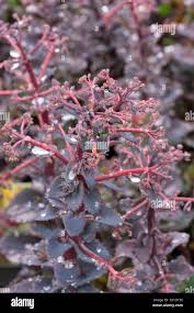 Attēlu rezultāti vaicājumam “Hylotelephium telephium leaf”